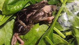 Mice detection in salad